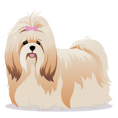 Shih Tzu dog