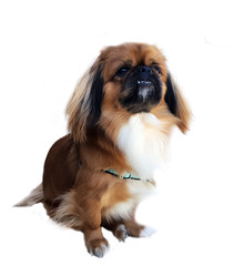 Pekingese sitting against white background