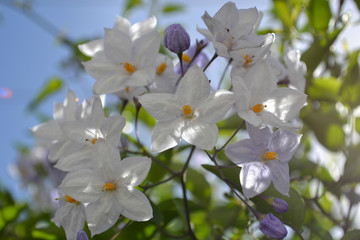  White and violet flowers of creeper