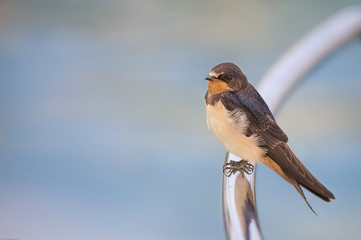 Barn Swallow