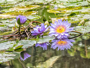 Water lily with reflection in the pond