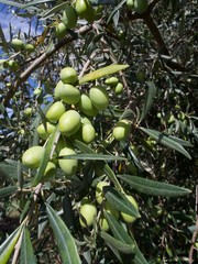 Olives on the vine with love from Sicily.