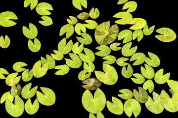 Water lily leaves isolated on  black background