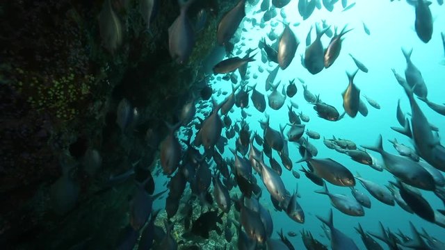 Maomao Bilder Durchsuchen 50 Archivfotos, und Videos