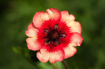 Red and Pink Potentilla Close Up with Blurred Green Bokeh Background