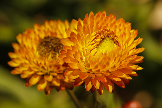 Flores siempreviva