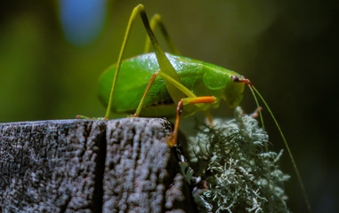insecto