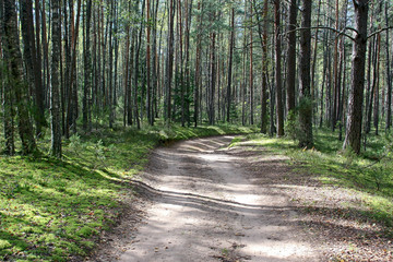 Fototapeta premium View of the forest road in the sunny day