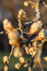 Birnenknospen / Birnbaum Streuobst