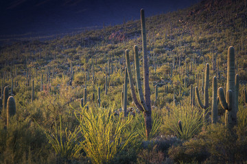 Saguaro National Park outside of Tuscon, Arizona