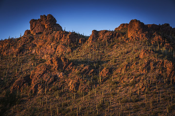 Saguaro National Park outside of Tuscon, Arizona