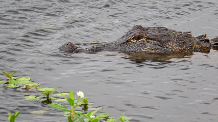 American alligator floats in a marsh along Pintail Wildlife Drive at Cameron Prairie National...
