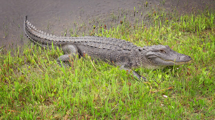 American alligator sunning himself on bank of a canal along Pintail Wildlife Drive at Cameron Prairie National Wildlife Refuge in Louisiana