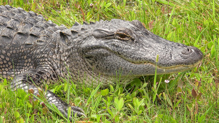 Obraz premium American Alligator along Pintail Wildlife Drive at Cameron Prairie National Wildlife Refuge in Louisiana