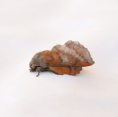 American Lappet Moth