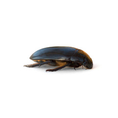 Giant Water Scavenger Beetle