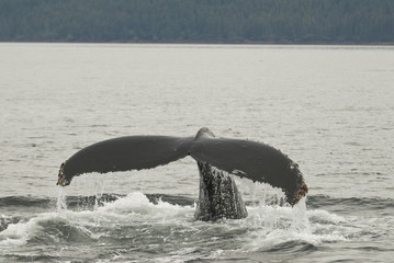 Humpback Whale Fluke, Alaska