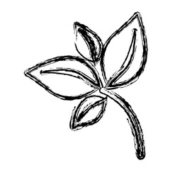 sketch silhouette of branch with leafs vector illustration