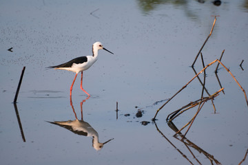 Black-winged stilt, common stilt, or pied stilt