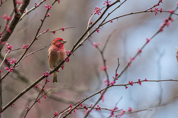 Purple Finch in Redbud Tree