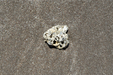Remains of corals at the sandy beach