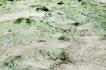 Green wet seaweed at the sandy beach