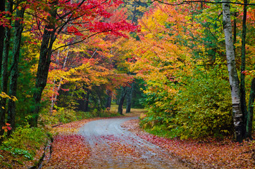 Colorful trees