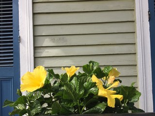 colorful yellow flower nature plant spring