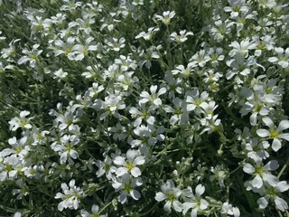 little white flowers