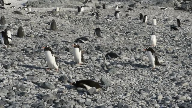 Penguins walk and play on stone beach in Antarctica