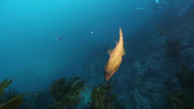 Leatherjacket fish swimming underwater at Poor Knights Islands