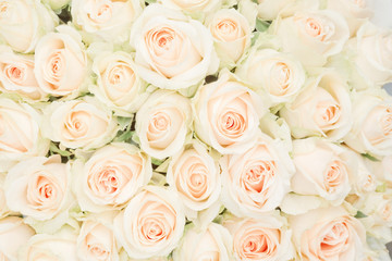 Obraz na płótnie Canvas white roses as a background