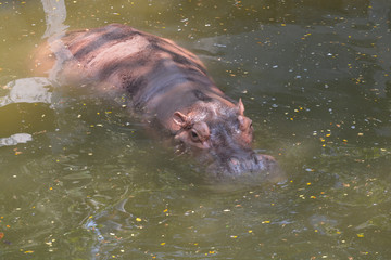  Hippopotamus (Hippopotamus amphibius)  in water