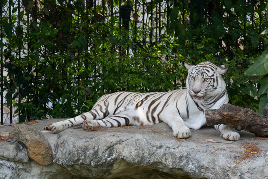 White tiger