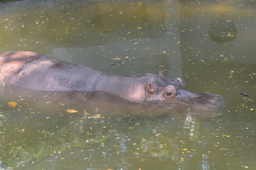  Hippopotamus (Hippopotamus amphibius)  in water