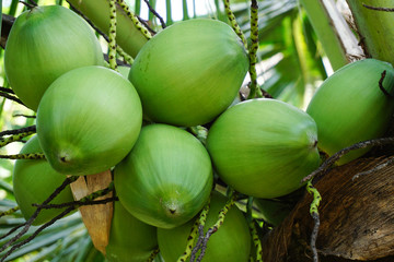 coconut palm tree