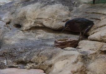 A captured green heron (Butorides virescens) getting a drink of water from a bowl.