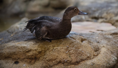 A captive ruddy duck (Oxyura jamaicensis) getting up from a nap.