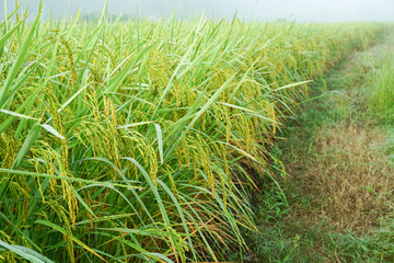 Green paddy rice in the field rice background