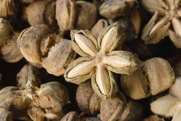 sacha inchi seed herbs use medicinaly omega three