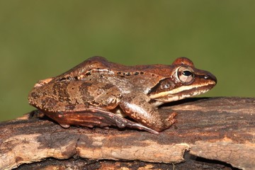 Male Wood Frog (Rana sylvatica)