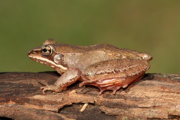 Female Wood Frog (Rana sylvatica)