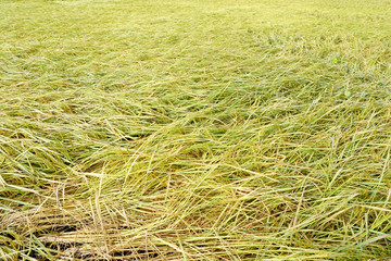 Lie flat on the floor with rice