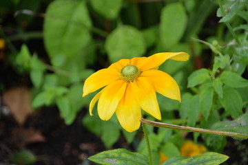 fleur variété rudbeckie .