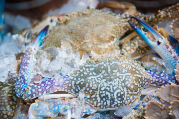 Raw blue crabs on ice