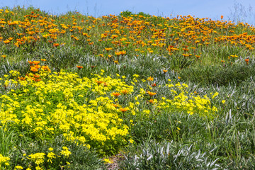 Wildflowers