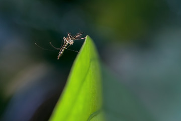 mosquito on green Leave
