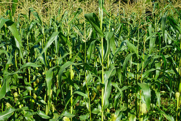Corn field in early morning light
