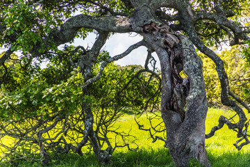 Fototapeta premium The Path and the Tree