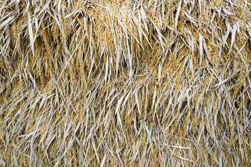 paddy background